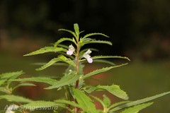 Impatiens mysorensis